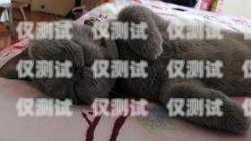 揭秘西安藍(lán)貓電銷卡——合法與風(fēng)險(xiǎn)并存的銷售利器西安藍(lán)貓電銷卡怎么辦理