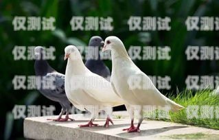飛鴿外呼系統好不好用呀？飛鴿外呼系統好不好用呀