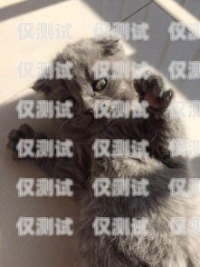 藍(lán)貓電銷卡激活要錢(qián)嗎？多少錢(qián)？藍(lán)貓電銷卡激活要錢(qián)嗎多少錢(qián)一張