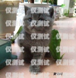 藍(lán)貓電銷卡激活要錢(qián)嗎？多少錢(qián)？藍(lán)貓電銷卡激活要錢(qián)嗎多少錢(qián)一張